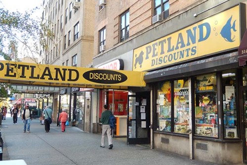 Lucky Luciano, Dutch Schultz, Owney Madden, Mad Dog Coll, Vincent Coll, Salvatore Maranzano, Mayor Jimmy Walker, Harlem Baby Massacre, Michael Vengalli, Joey Rao, Joseph Bonnano, Big Frenchy DeMange, Peter Coll , Petland Discounts, 312 West 23rd Street. 